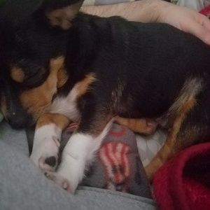 Meet your Posher, Cesar